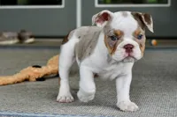 Tink, a female English Bulldog and Olde English Bulldogge for sale in Grove, OK – 9 of 10