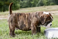 Clifford , a male English Bulldog and Olde English Bulldogge for sale in Grove, OK – 2 of 10