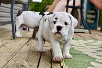 Luna, a female Olde English Bulldogge for sale in Grove, OK – Photo 5 of 10
