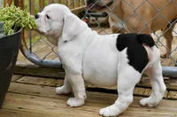 Luna, a female Olde English Bulldogge for sale in Grove, OK – Photo 9 of 10