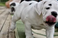 Luna, a female Olde English Bulldogge for sale in Grove, OK – Photo 3 of 10