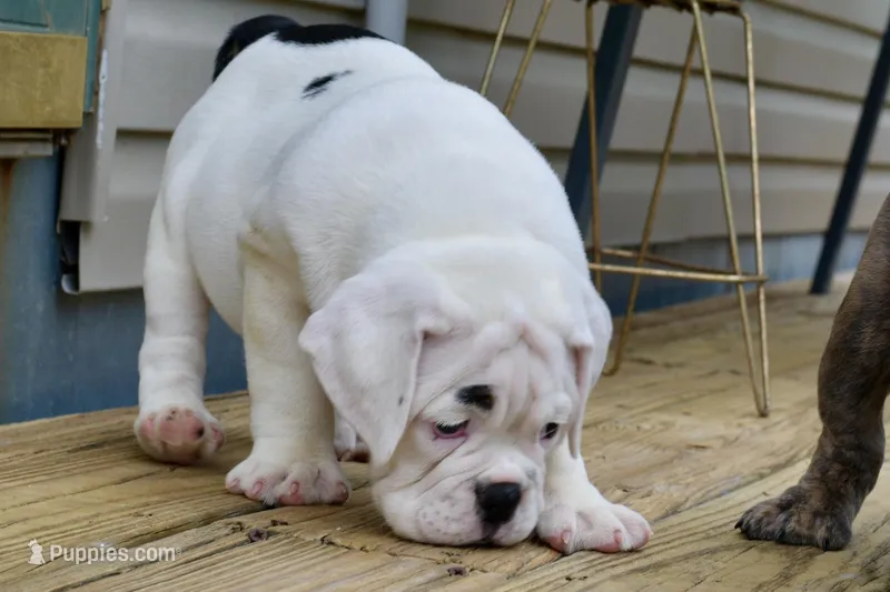 Luna – Olde English Bulldogge puppy for sale in Grove, OK