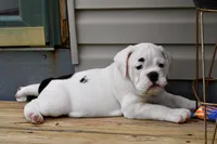 Luna, a female Olde English Bulldogge for sale in Grove, OK – Photo 8 of 10