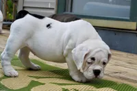 Luna, a female Olde English Bulldogge for sale in Grove, OK – Photo 10 of 10