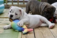 Luna, a female Olde English Bulldogge for sale in Grove, OK – Photo 7 of 10