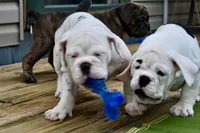 Luna, a female Olde English Bulldogge for sale in Grove, OK – Photo 6 of 10