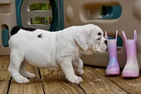 Luna, a female Olde English Bulldogge for sale in Grove, OK – Photo 4 of 10