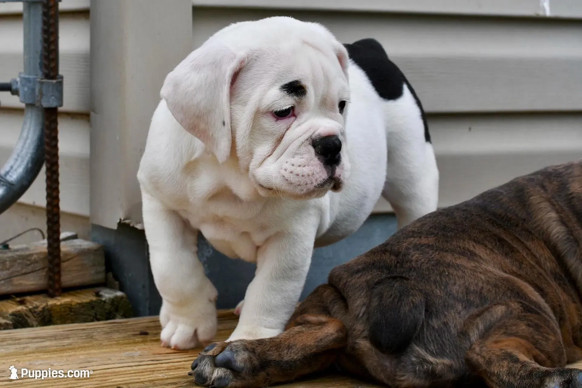 Bodybuilder Bulldog bloodlines, a female Olde English Bulldogge for sale in Grove, OK – 2 of 10