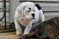 Luna, a female Olde English Bulldogge for sale in Grove, OK – Photo 2 of 10