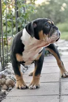 Jack, a male English Bulldog and Olde English Bulldogge for sale in Grove, OK – 7 of 10