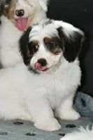 Hazel, a female Miniature Bernedoodle for sale in Grove, OK – 6 of 9