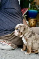 Rascal , a male English Bulldog and Olde English Bulldogge for sale in Grove, OK – 8 of 10