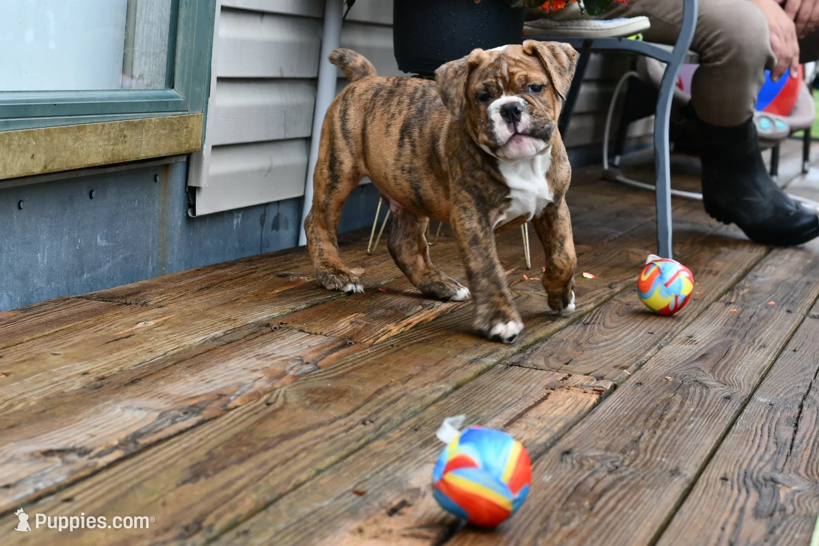 Red, a male Olde English Bulldogge for sale in Grove, OK – 9 of 10