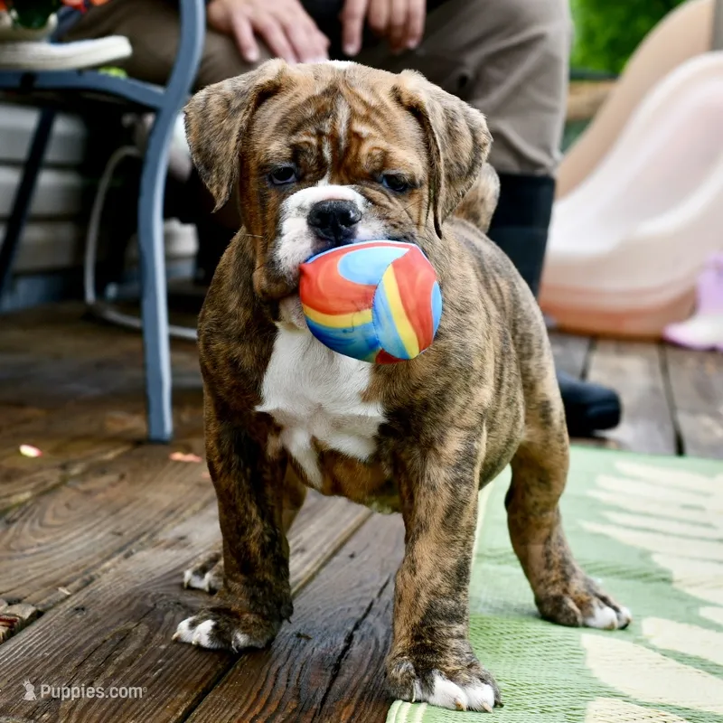 Red – Olde English Bulldogge puppy for sale in Grove, OK