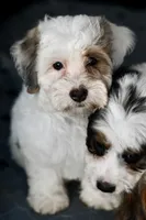 Pearl, a female Miniature Bernedoodle for sale in Grove, OK – 10 of 10