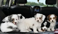 Pearl, a female Miniature Bernedoodle for sale in Grove, OK – 8 of 10
