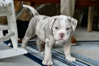 Louie, a male English Bulldog and Olde English Bulldogge for sale in Grove, OK – 7 of 10