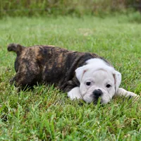 Lola, a female English Bulldog and Olde English Bulldogge for sale in Grove, OK – 8 of 10