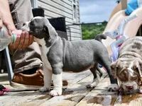 Hazel (blue and white), a female English Bulldog and Olde English Bulldogge for sale in Grove, OK – 10 of 10
