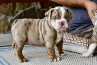 Rascal , a male English Bulldog and Olde English Bulldogge for sale in Grove, OK – 3 of 10