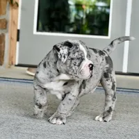 Hoss, a male English Bulldog and Olde English Bulldogge for sale in Grove, OK – 5 of 10