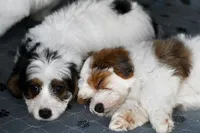 Mabel, a female Miniature Bernedoodle for sale in Grove, OK – 9 of 10