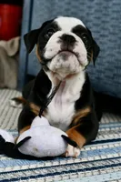 Jack, a male English Bulldog and Olde English Bulldogge for sale in Grove, OK – 2 of 10
