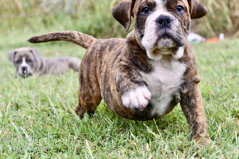 Clifford  – English Bulldog, Olde English Bulldogge puppy for sale in Grove, OK