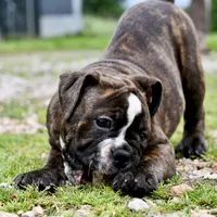 Charlie, a female Olde English Bulldogge for sale in Grove, OK – 4 of 10