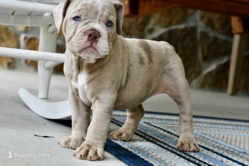 Pippa, a female English Bulldog and Olde English Bulldogge for sale in Grove, OK – 1 of 10