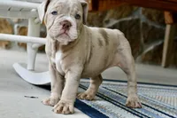 Pippa, a female English Bulldog and Olde English Bulldogge for sale in Grove, OK – 1 of 10