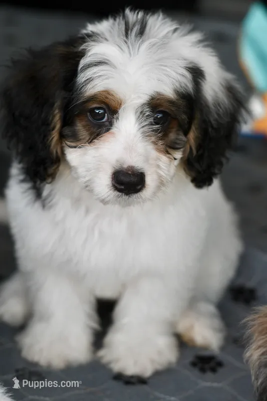 Hazel – Miniature Bernedoodle puppy for sale in Grove, OK