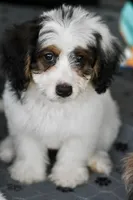 Hazel, a female Miniature Bernedoodle for sale in Grove, OK – 4 of 9