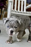 Sydney, a female English Bulldog and Olde English Bulldogge for sale in Grove, OK – 3 of 10
