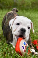 Lola, a female English Bulldog and Olde English Bulldogge for sale in Grove, OK – 2 of 10