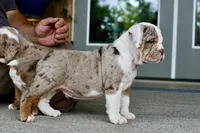 Stuffy, a male English Bulldog and Olde English Bulldogge for sale in Grove, OK – 3 of 10