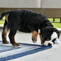 Jack, a male English Bulldog and Olde English Bulldogge for sale in Grove, OK – 5 of 10
