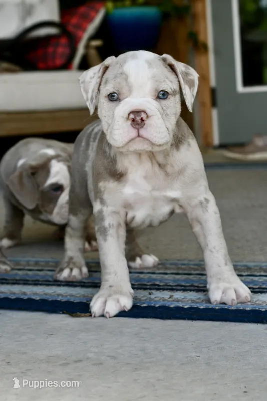 Louie – English Bulldog, Olde English Bulldogge puppy for sale in Grove, OK