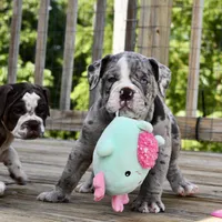 Hoss, a male English Bulldog and Olde English Bulldogge for sale in Grove, OK – 10 of 10