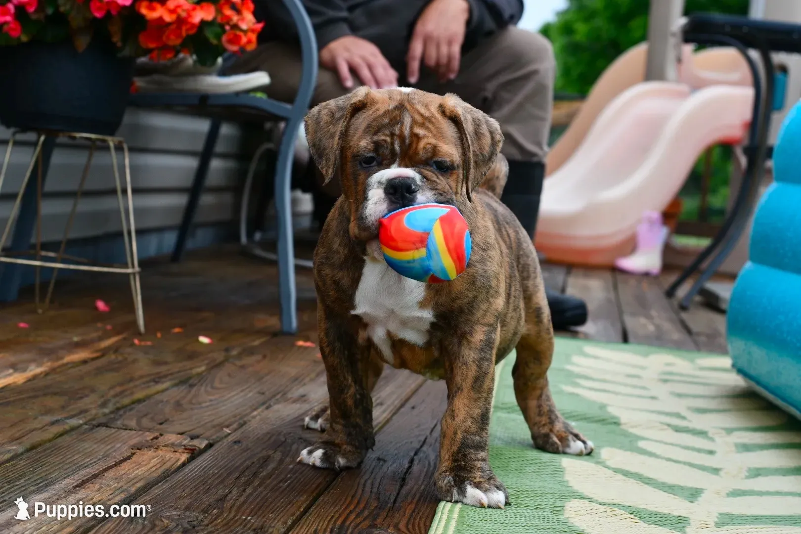 Red, a male Olde English Bulldogge for sale in Grove, OK – 2 of 10