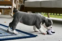 Hazel, a female English Bulldog and Olde English Bulldogge for sale in Grove, OK – 10 of 10