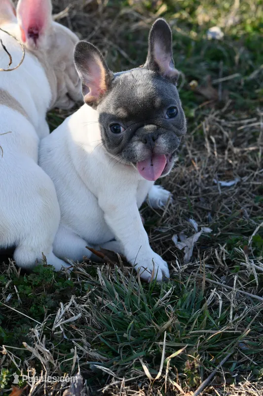 Lucy, a female French Bulldog for sale in Grove, OK – Photo 1 of 6