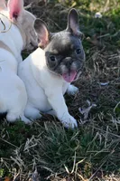 Lucy, a female French Bulldog for sale in Grove, OK – Photo 1 of 6