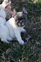 Lucy, a female French Bulldog for sale in Grove, OK – Photo 2 of 6