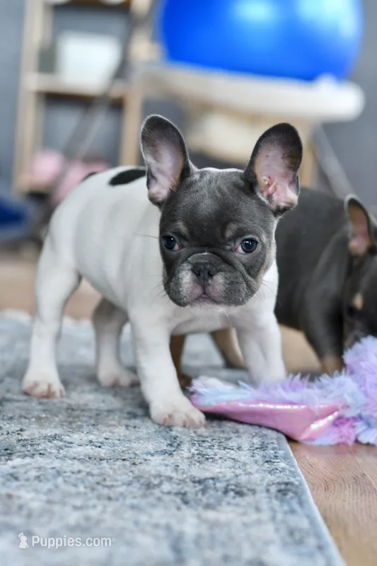 Lucy – French Bulldog puppy for sale in Grove, OK