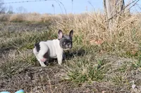 Lucy, a female French Bulldog for sale in Grove, OK – Photo 6 of 6