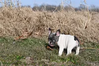 Lucy, a female French Bulldog for sale in Grove, OK – Photo 5 of 6