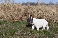 Lucy, a female French Bulldog for sale in Grove, OK – Photo 4 of 6
