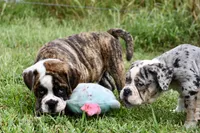 Toby, a male English Bulldog and Olde English Bulldogge for sale in Grove, OK – 8 of 10