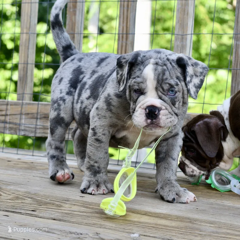 Hoss – English Bulldog, Olde English Bulldogge puppy for sale in Grove, OK